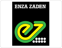 Producent - Enza Zaden